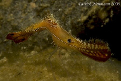Taken in Anilao with Canon 400D/Hugyfot Housing + 100mm lens by Patrick Neumann 